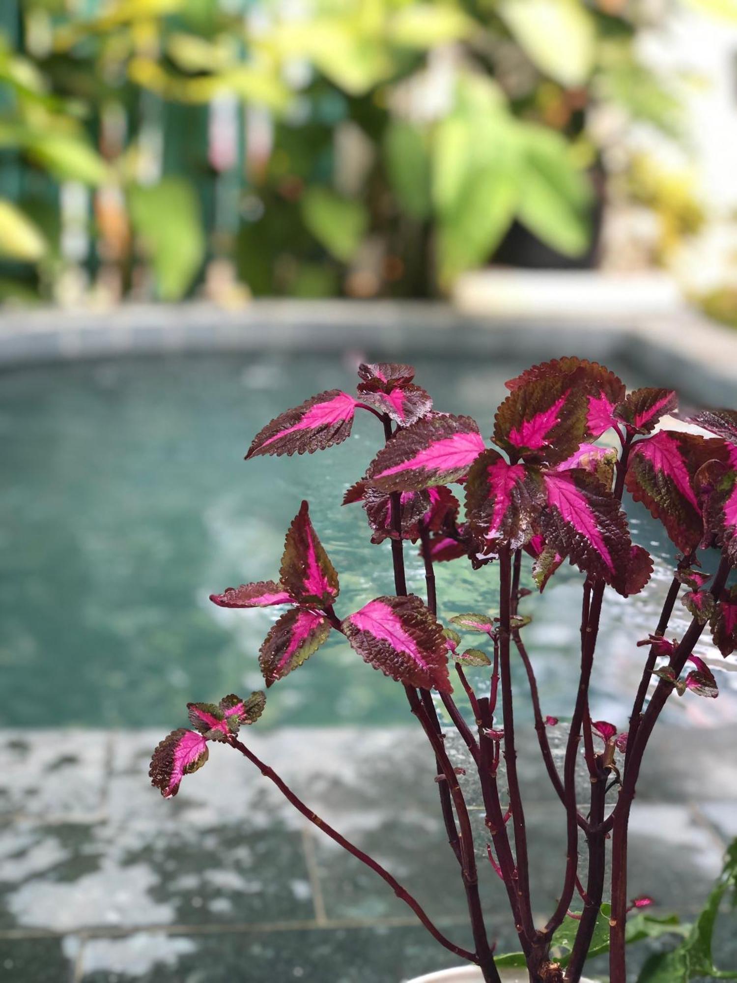 Hoi An Coastal Charm Villa - Jaccuzi Pool - Netflix Tan Thanh Dış mekan fotoğraf